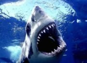 Dream Meaning Shark Bite, dream interpretation shark teeth, dream meaning shark in pool, dream meaning shark fishing, dream meaning shark teeth, dream meaning shark on land, dream meaning shark fin, dream meaning shark attack, Dream Meaning Shark Bite, dream interpretation shark teeth, dream meaning shark in pool, dream meaning shark fishing, dream meaning shark teeth, dream meaning shark on land, dream meaning shark fin, dream meaning shark attack,