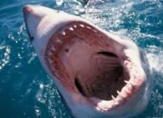 Dream Meaning Shark Bite, dream interpretation shark teeth, dream meaning shark in pool, dream meaning shark fishing, dream meaning shark teeth, dream meaning shark on land, dream meaning shark fin, dream meaning shark attack, Dream Meaning Shark Bite, dream interpretation shark teeth, dream meaning shark in pool, dream meaning shark fishing, dream meaning shark teeth, dream meaning shark on land, dream meaning shark fin, dream meaning shark attack,